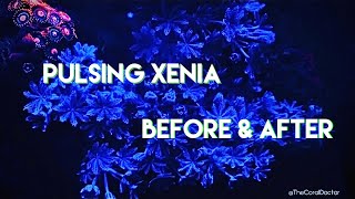 Pulsing Xenia Growth Before and After [upl. by Iramohs]