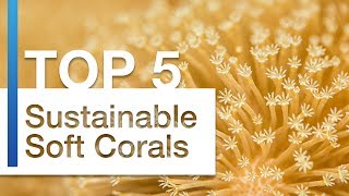 Top 5 Recommended Sustainable Soft Corals for Any Nano Reef Aquarium [upl. by Almond]