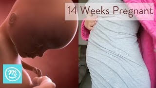 14 Weeks Pregnant What You Need To Know  Channel Mum [upl. by Eellac]