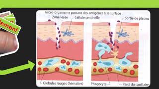 SVT cycle 4  Les défenses immunitaires [upl. by Aitercul37]