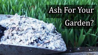 Ash For Your Garden  4 Ways To Apply It Properly [upl. by Adnawuj466]