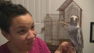 Teaching Your Cockatiel to Talk and Whistle Part I [upl. by Roumell]