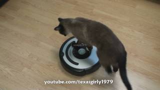 Cat shows HOW TO use iRobot Roomba Vacuum [upl. by Rugen162]