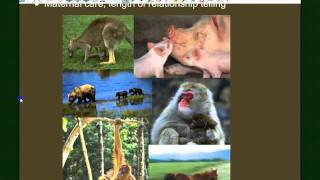 Vertebrate Diversity Mammals [upl. by Reni]