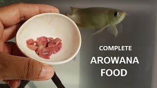 Best Foods for Arowana Fish  I feed my arowana [upl. by Elliott]