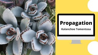 Propagation  Kalanchoe TomentosaPanda PlantComment bouturer le Kalanchoé [upl. by Rhetta]