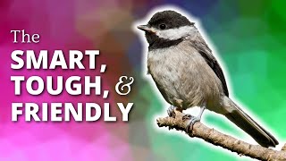 Chickadees  The Smart Tough amp Friendly [upl. by Annahsat100]