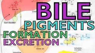 BILE PIGMENTS  BILIRUBIN VS BILIVERDIN  FORMATION AND EXCRETION [upl. by Leikeze]