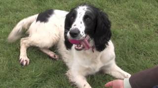 English Springer Spaniel [upl. by Tebzil30]