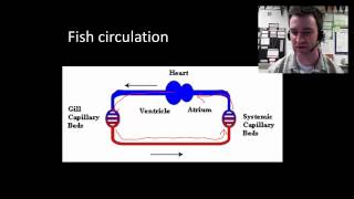 Ventricles and Aorticpulmonary Septum  Embryology [upl. by Kellda]