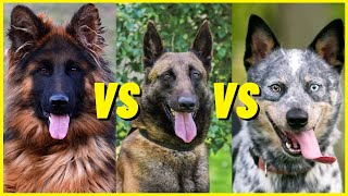 GERMAN SHEPHERD VS BELGIAN MALINOIS VS BLUE HEELER  Compare and contrast these dog breeds [upl. by Halette]