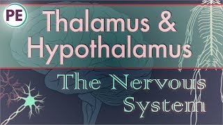 The Nervous System Diencephalon  Thalamus amp Hypothalamus [upl. by Jansen18]