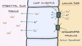 How Does Furosemide Work Understanding Loop Diuretics [upl. by Anailil]