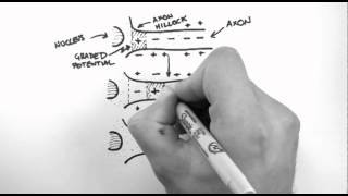 Action Potentials 3  Action Potential Propagation [upl. by Nnaeitak]