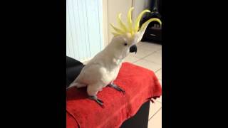 Cockatoo dancing to quotHappyquot by Pharrell Williams [upl. by Eirrehs153]