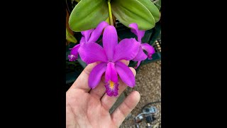 Bifoliate Cattleya care [upl. by Aieka]