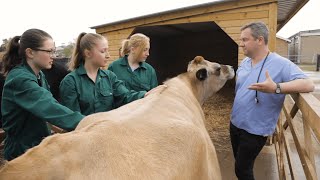 Veterinary Medicine at Cambridge [upl. by Zetnwahs]