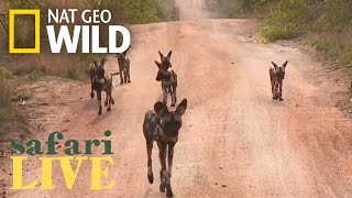 Safari Live  Day 1  Nat Geo WILD [upl. by Heinrick]