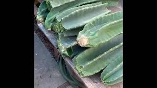 How to Propagate Peruvian Apple Cactus From Cuttings [upl. by Ras]