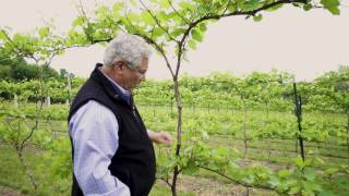 Between The Vines Marquette Grapes Trellis System [upl. by Kimberlyn446]