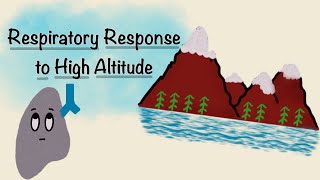 Respiratory Response To High Altitude  Acclimatization Physiology  Respiratory Physiology [upl. by Theresa]