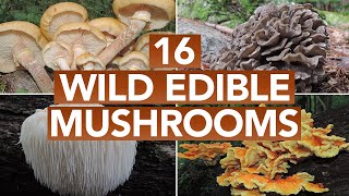 16 Wild Edible Mushrooms You Can Forage This Autumn [upl. by Meldoh]