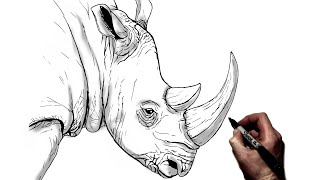 How To Draw A Rhino  Step By Step [upl. by Oriel]