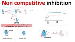 Noncompetitive inhibition derivation and physiological contex [upl. by Tumer]