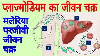 Life cycle of plasmodium  Malaria plasmodium  Plasmodium vivax  The Malaria life cycle explained [upl. by Bradway796]