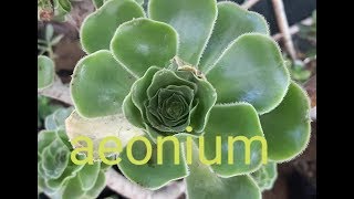 succuldnt plant Aeonium [upl. by Sadye445]