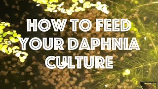 How To Feed Your Daphnia Culture [upl. by Sheree]