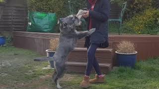 Standard Schnauzer at play [upl. by Alrad]