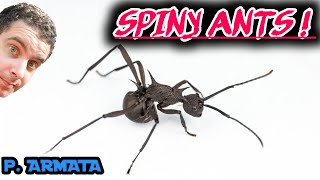 Spiny Ants  Polyrhachis armata [upl. by Eeralih]