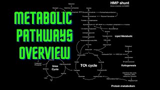 USMLE Step 1  Lesson 54  Metabolic Pathways Overview [upl. by Byrdie]