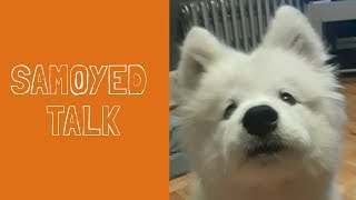 How I am Teaching My Samoyed Puppy to Talk  Puppy Perspective [upl. by Radie]