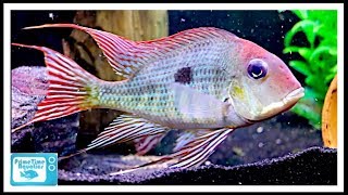 55 Gallon Fish Tank Stocking Ideas Some Cool Center Piece Fish [upl. by Itsirhc]