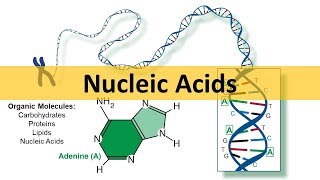 Nucleic Acids amp DNA Replication updated [upl. by Baler]