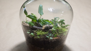 Making a Bottle Terrarium  Closed Terrarium Basics [upl. by Ydaj]