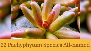 22 Pachyphytum Species Allnamed [upl. by Myrvyn]