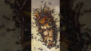 Cockroach vs ants [upl. by Laurita]