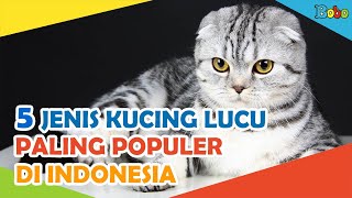 5 kucing Lucu Paling Populer di Indonesia  Fakta Menarik  Video Kucing Lucu [upl. by Afra]