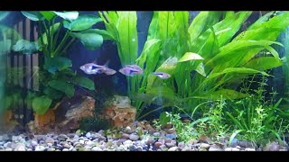 How To Breed Harlequin Rasboras [upl. by Filberto]