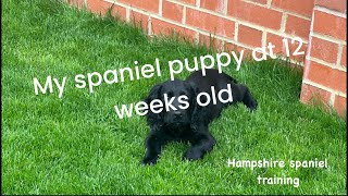 Training my spaniel in the first 12 weeks [upl. by Nnyled]