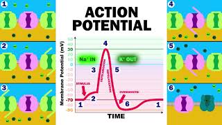 THE ACTION POTENTIAL [upl. by Asilej]