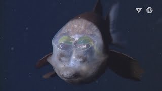 MBARIs Top 10 deepsea animals [upl. by Ayad]