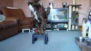 Dogs Stool FUN [upl. by Aicilra]