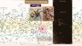 Polyrhachis bihamata 🐜 [upl. by Neerhtak946]