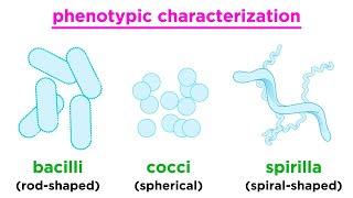 Taxonomy of Bacteria Identification and Classification [upl. by Ailama]