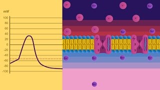 Potenziale di membrana [upl. by Kjersti]