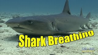 How Do Sharks Breathe  SHARK ACADEMY [upl. by Enneicul]